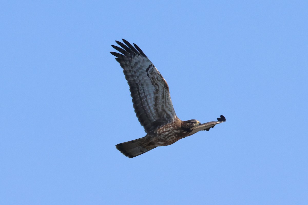 European/Oriental Honey-buzzard - ML609320964