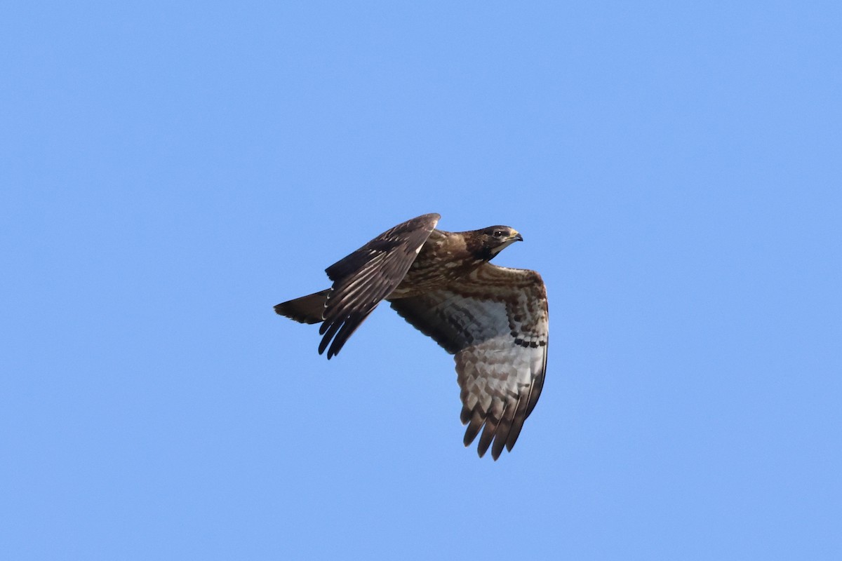 European/Oriental Honey-buzzard - ML609320965