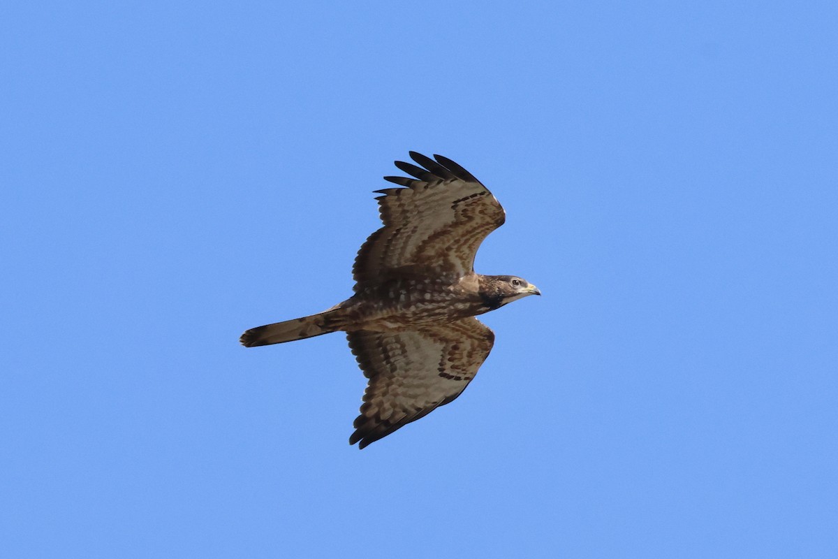 European/Oriental Honey-buzzard - ML609320968