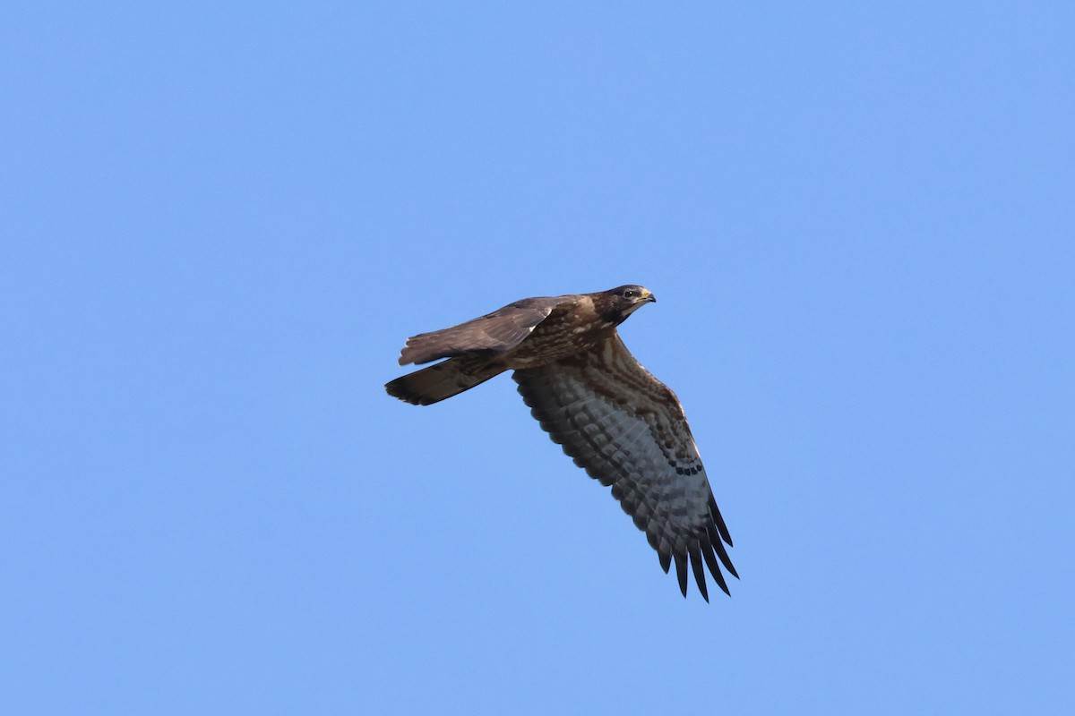 European/Oriental Honey-buzzard - ML609320969