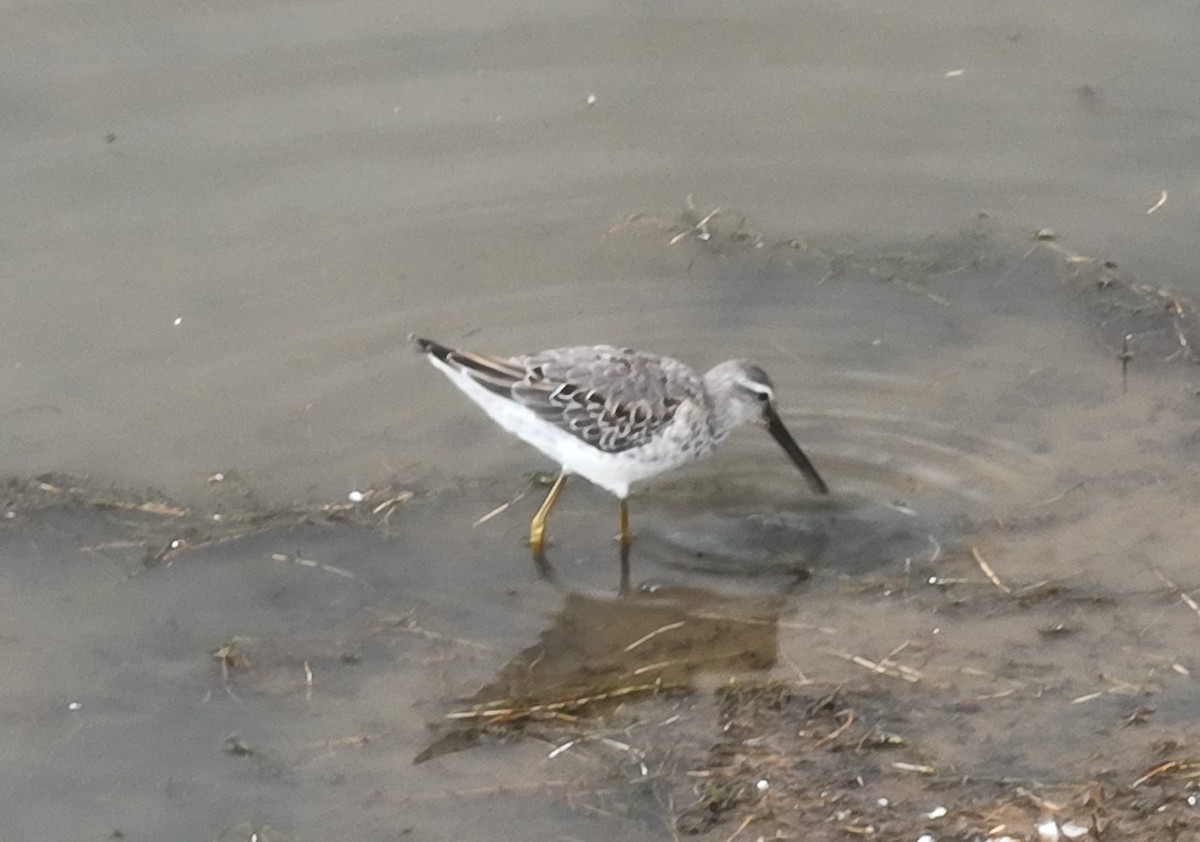 Stilt Sandpiper - ML609321029