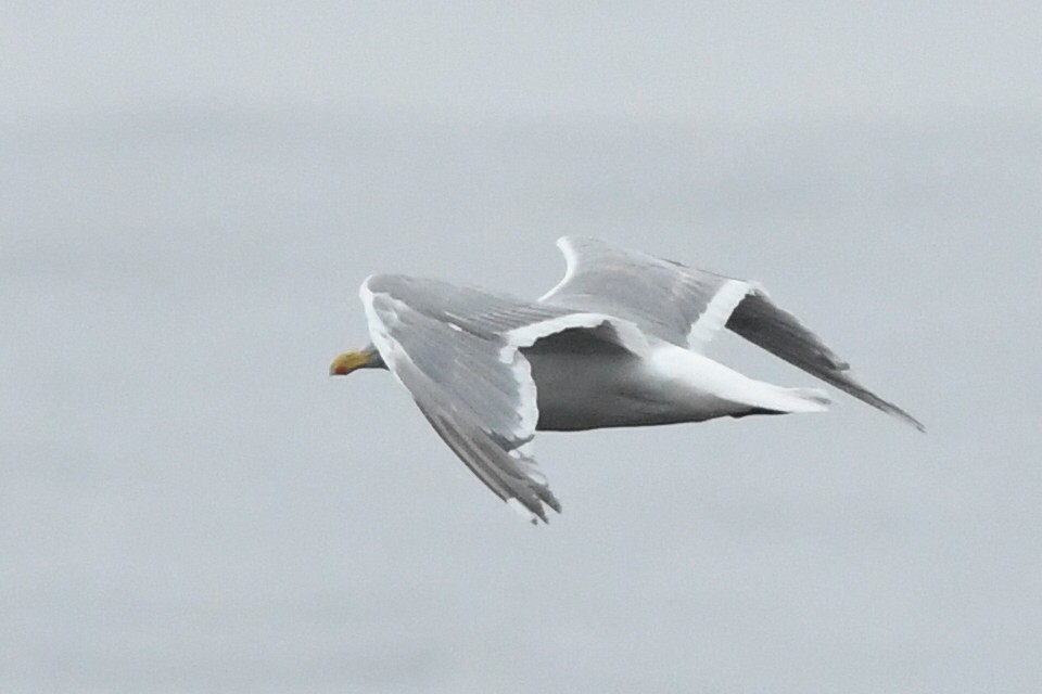 Western x Glaucous-winged Gull (hybrid) - ML609321047