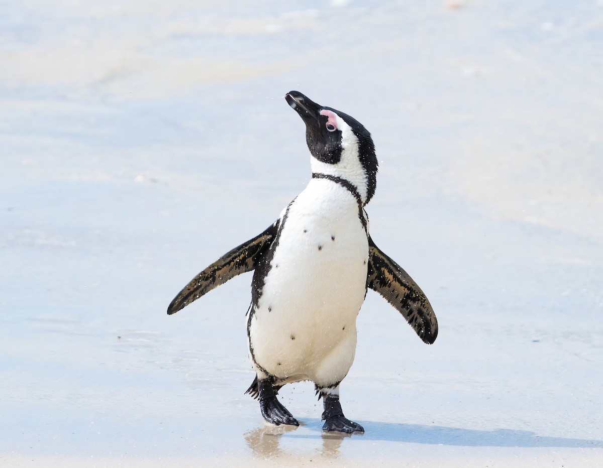 Pingüino de El Cabo - ML609321097