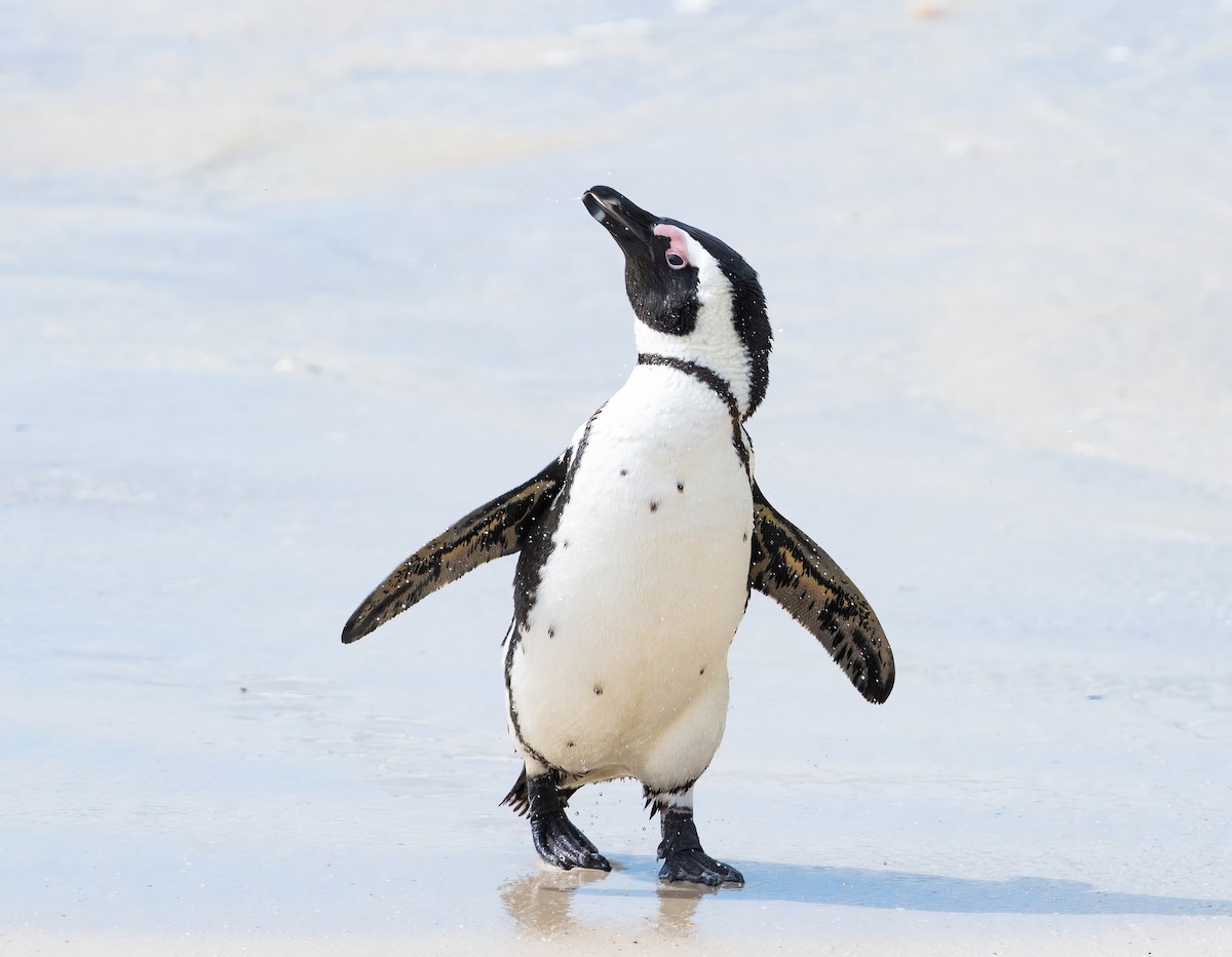 African Penguin - ML609321097