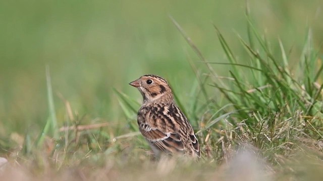 Lapland Longspur - ML609321159