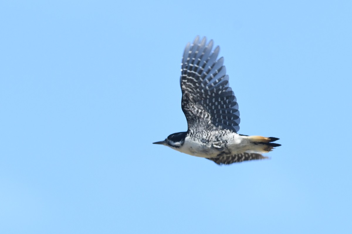 Black-backed Woodpecker - ML609321193