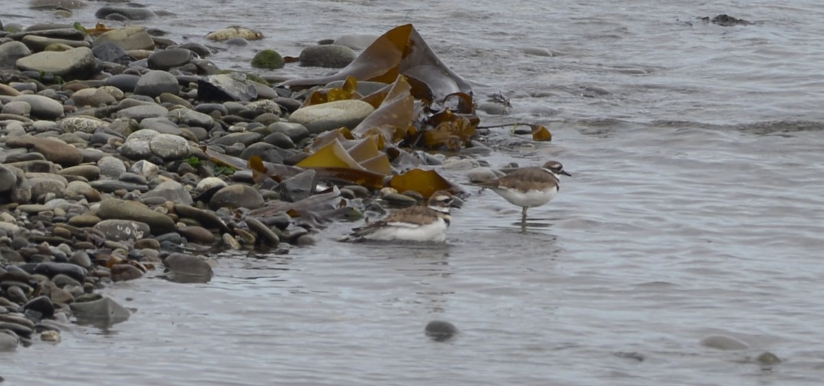 Killdeer - Spencer Vanderhoof