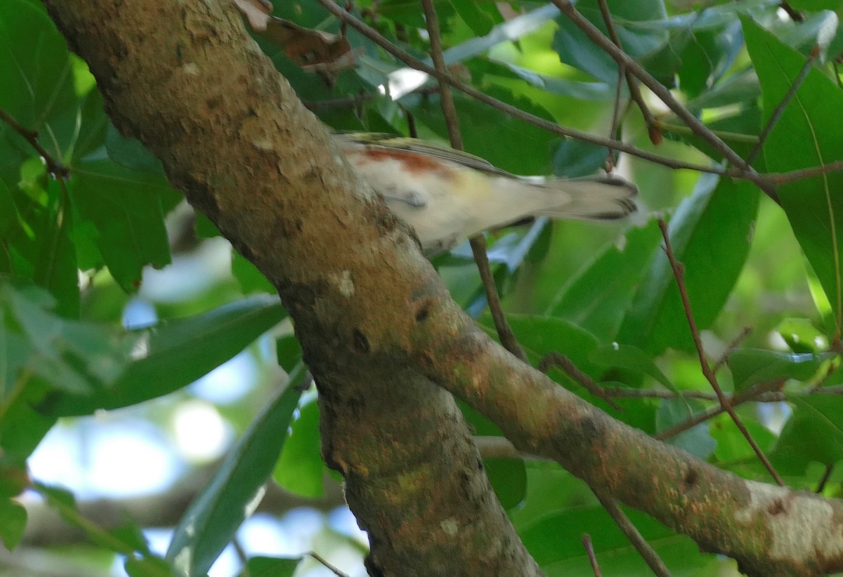 Chestnut-sided Warbler - ML609321213