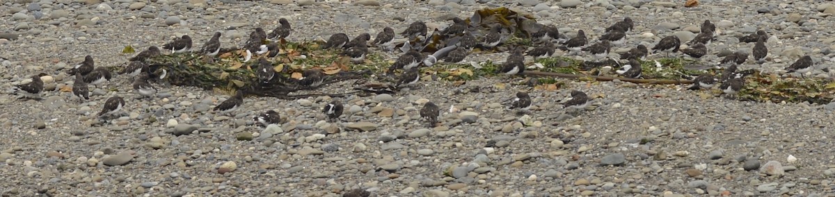 Black Turnstone - Spencer Vanderhoof