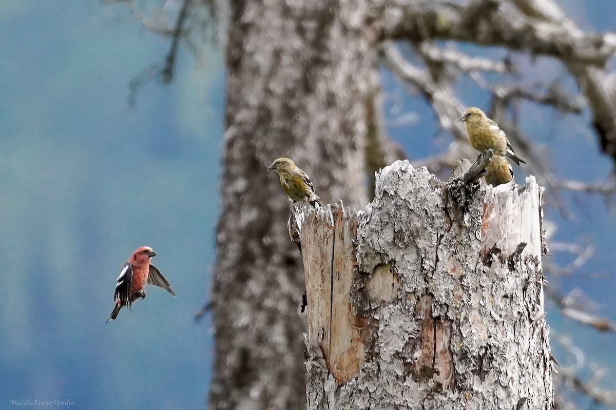 White-winged Crossbill - ML609321226