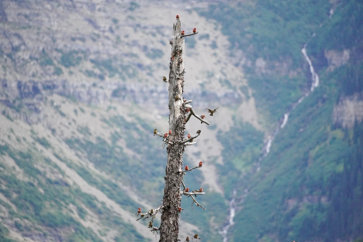 White-winged Crossbill - ML609321229