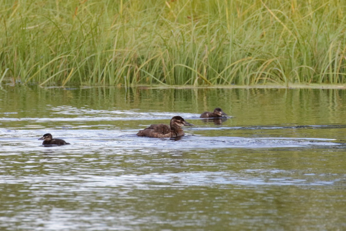 Ruddy Duck - ML609321233