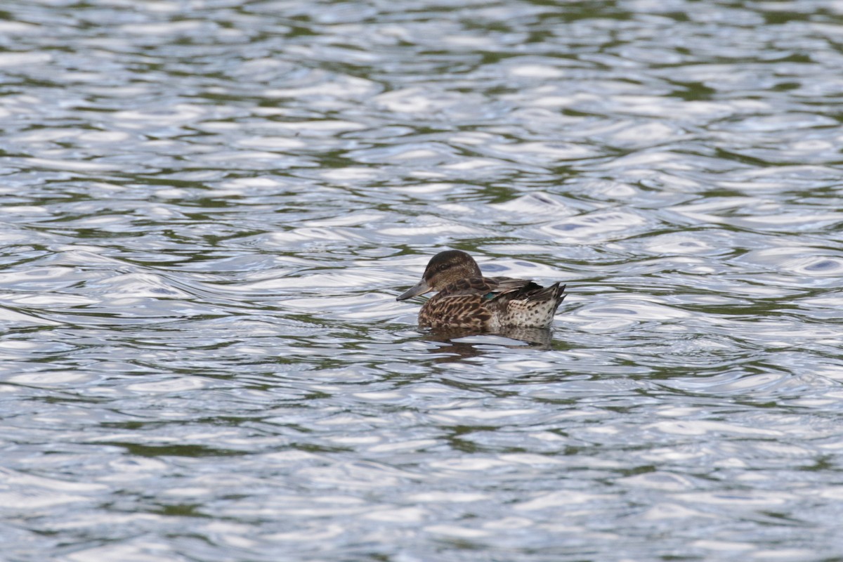 Green-winged Teal - ML609321252