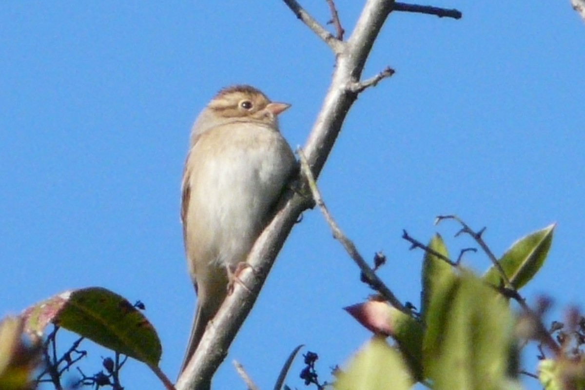 Clay-colored Sparrow - Daniel Scali