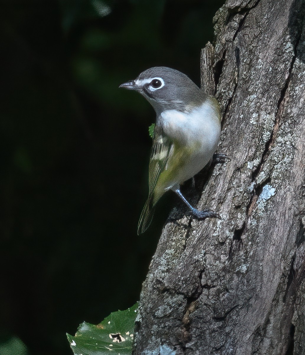 Mavi Başlı Vireo - ML609321368