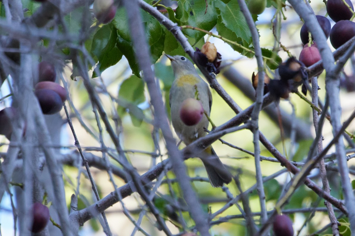 Virginia's Warbler - Chris Johnson