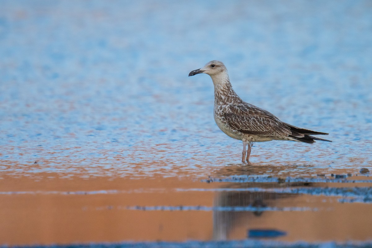 Lesser Black-backed Gull - Ibrahim Alshwamin