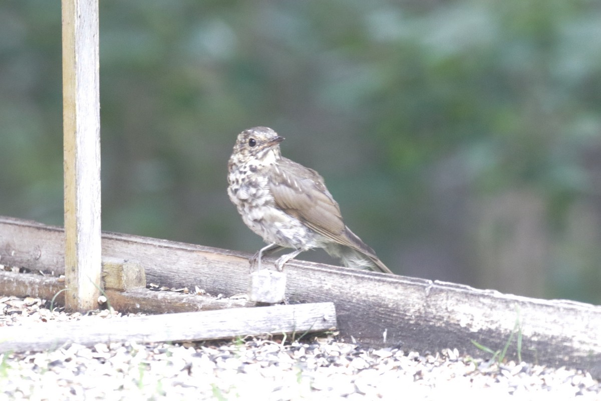 Swainson's Thrush - ML609321641