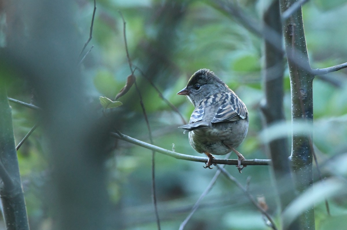 Golden-crowned Sparrow - ML609321654