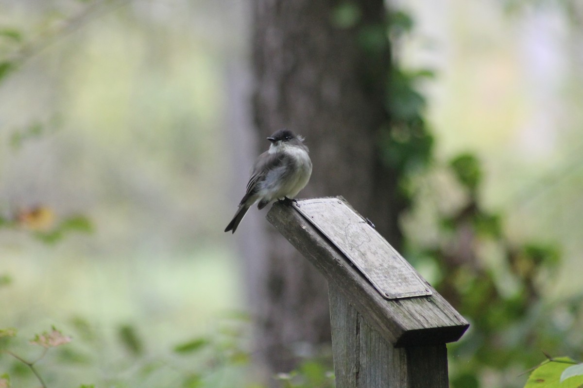 Eastern Phoebe - ML609321657