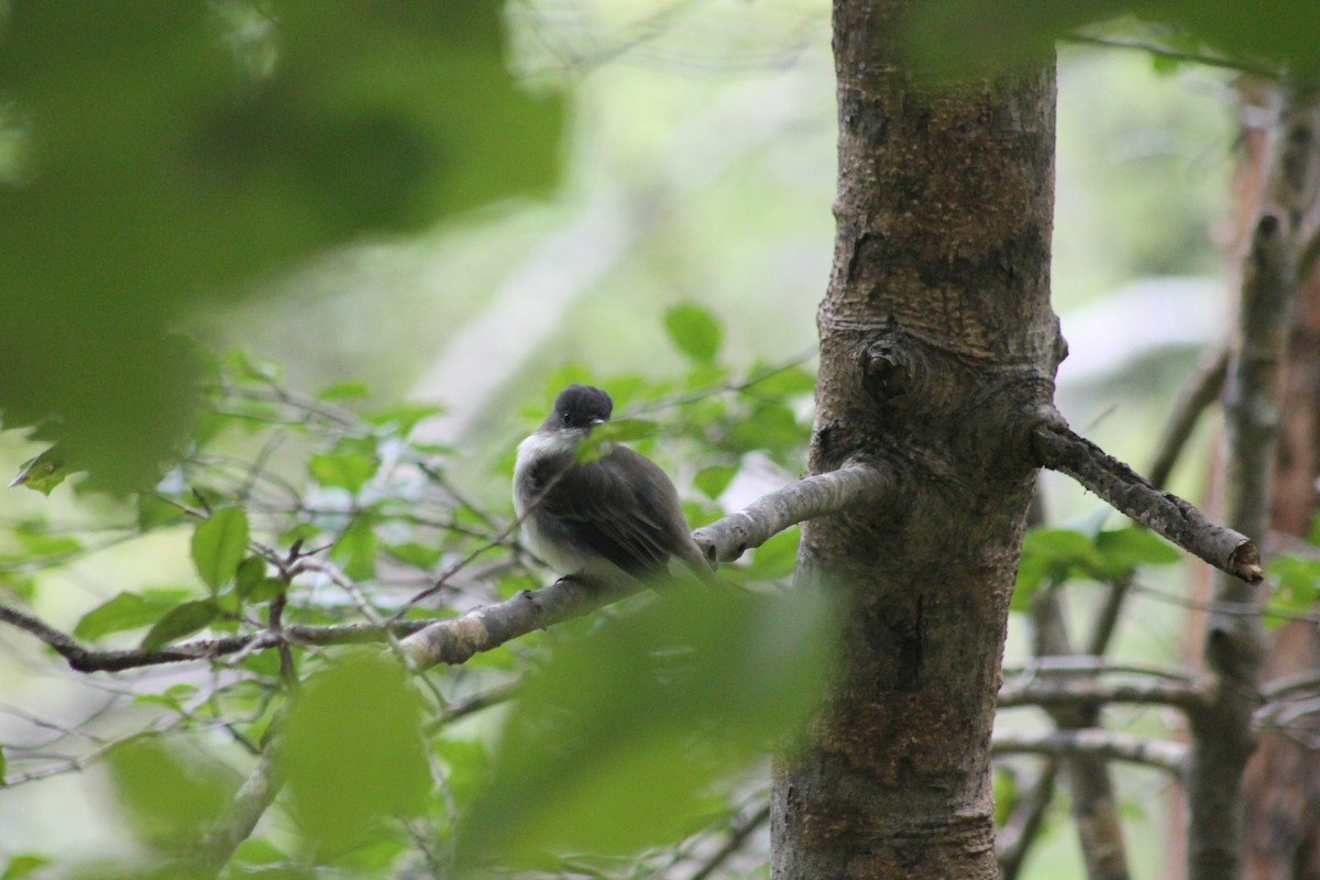 Eastern Phoebe - ML609321659