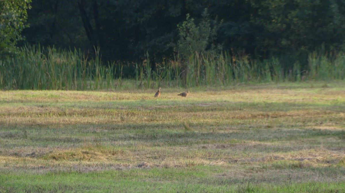 Ring-necked Pheasant - ML609321764