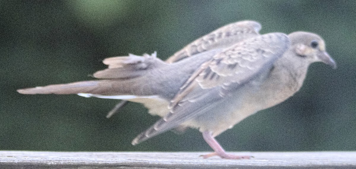 Mourning Dove - ML609321768