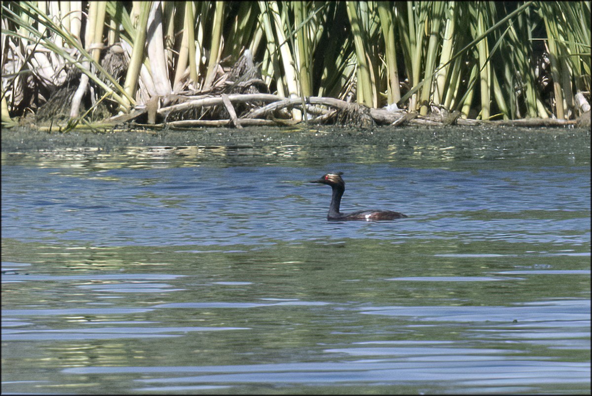 Eared Grebe - Paul Lagasi