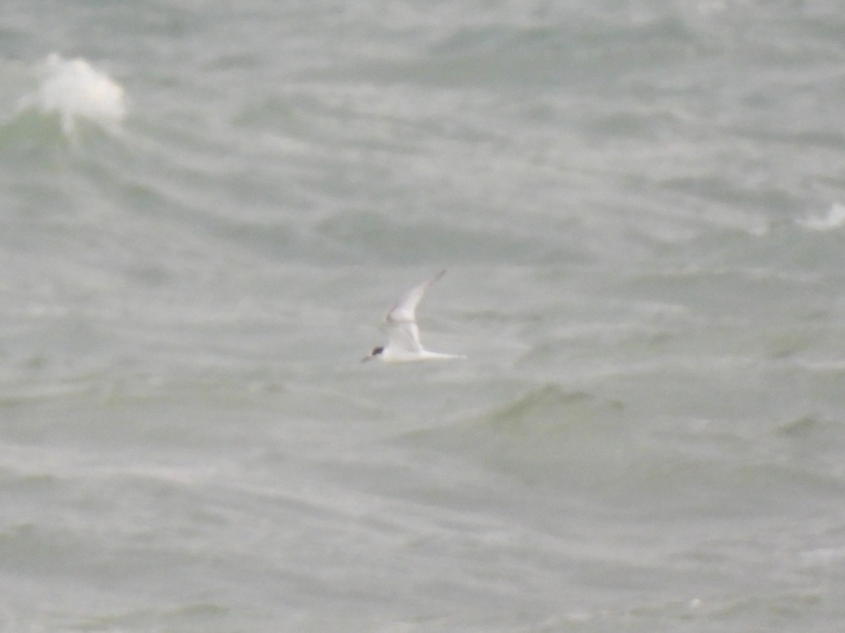 Arctic Tern - Markus Legzdins