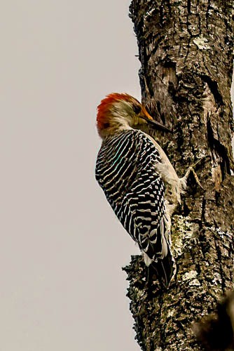 Red-bellied Woodpecker - ML609322086