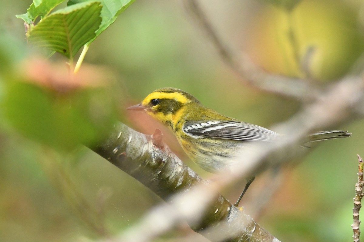 Townsend's Warbler - ML609322135