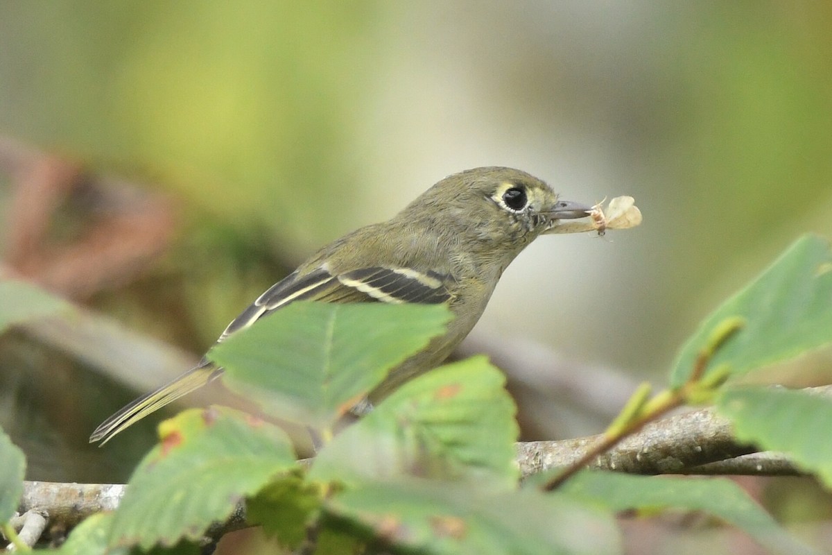 Vireo de Hutton - ML609322138