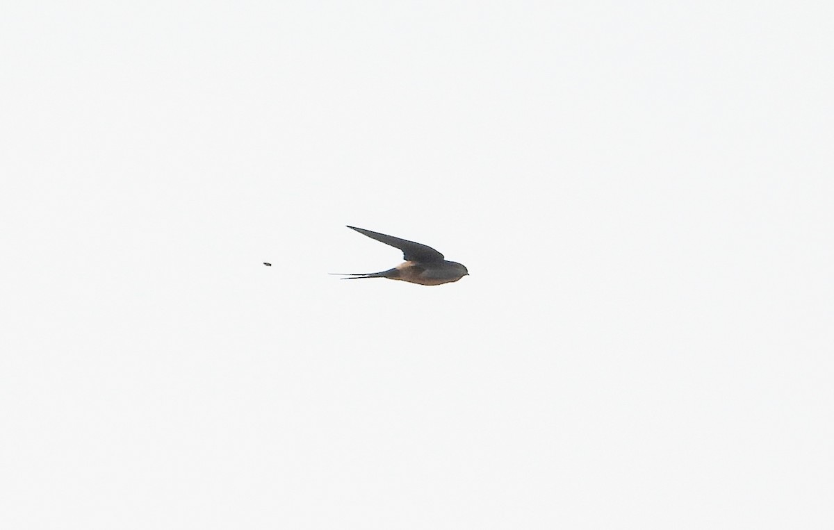 Greater Striped Swallow - ML609322214