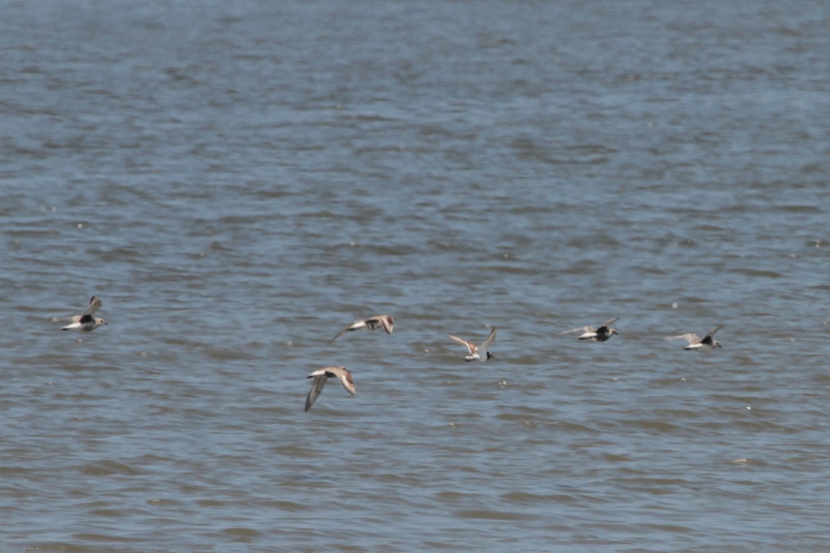 Black-bellied Plover - ML609322227