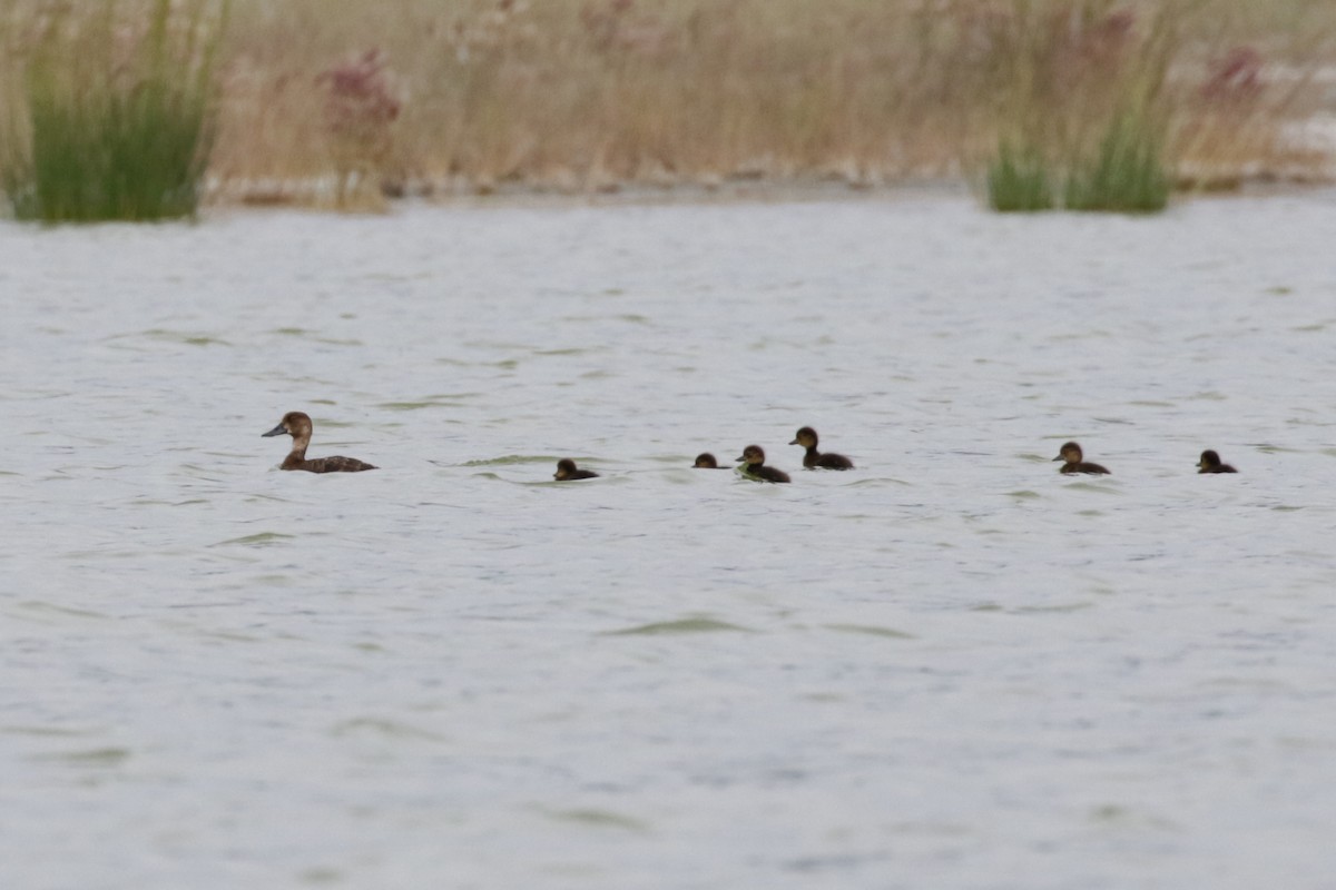 Lesser Scaup - Pam Sinclair