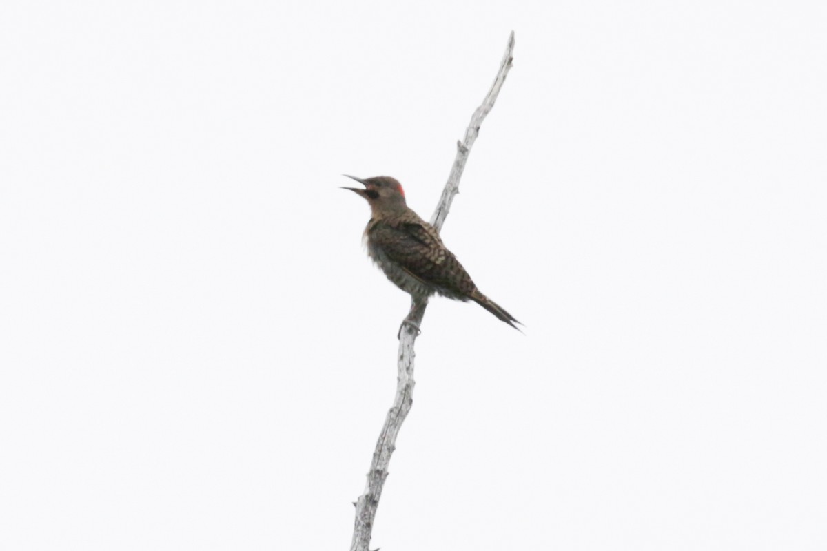 Northern Flicker - ML609322303