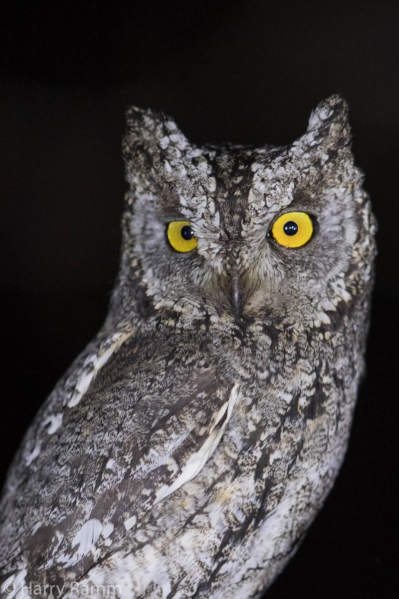 Cyprus Scops-Owl - ML609322350