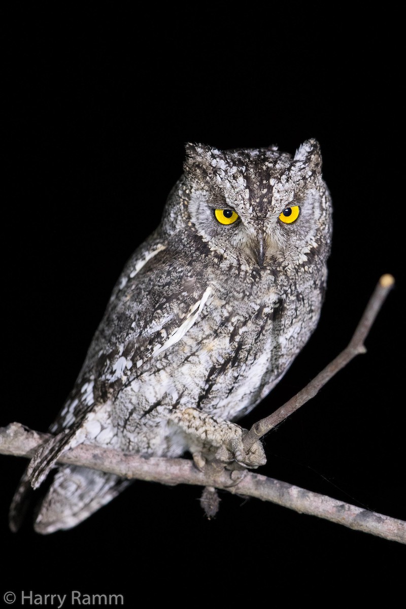 Cyprus Scops-Owl - ML609322351