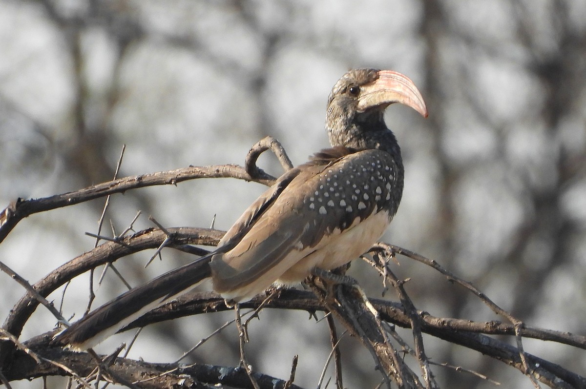 Monteiro's Hornbill - ML609322473