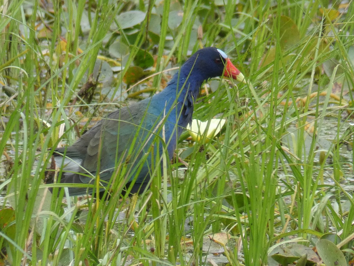 Purple Gallinule - ML609322661