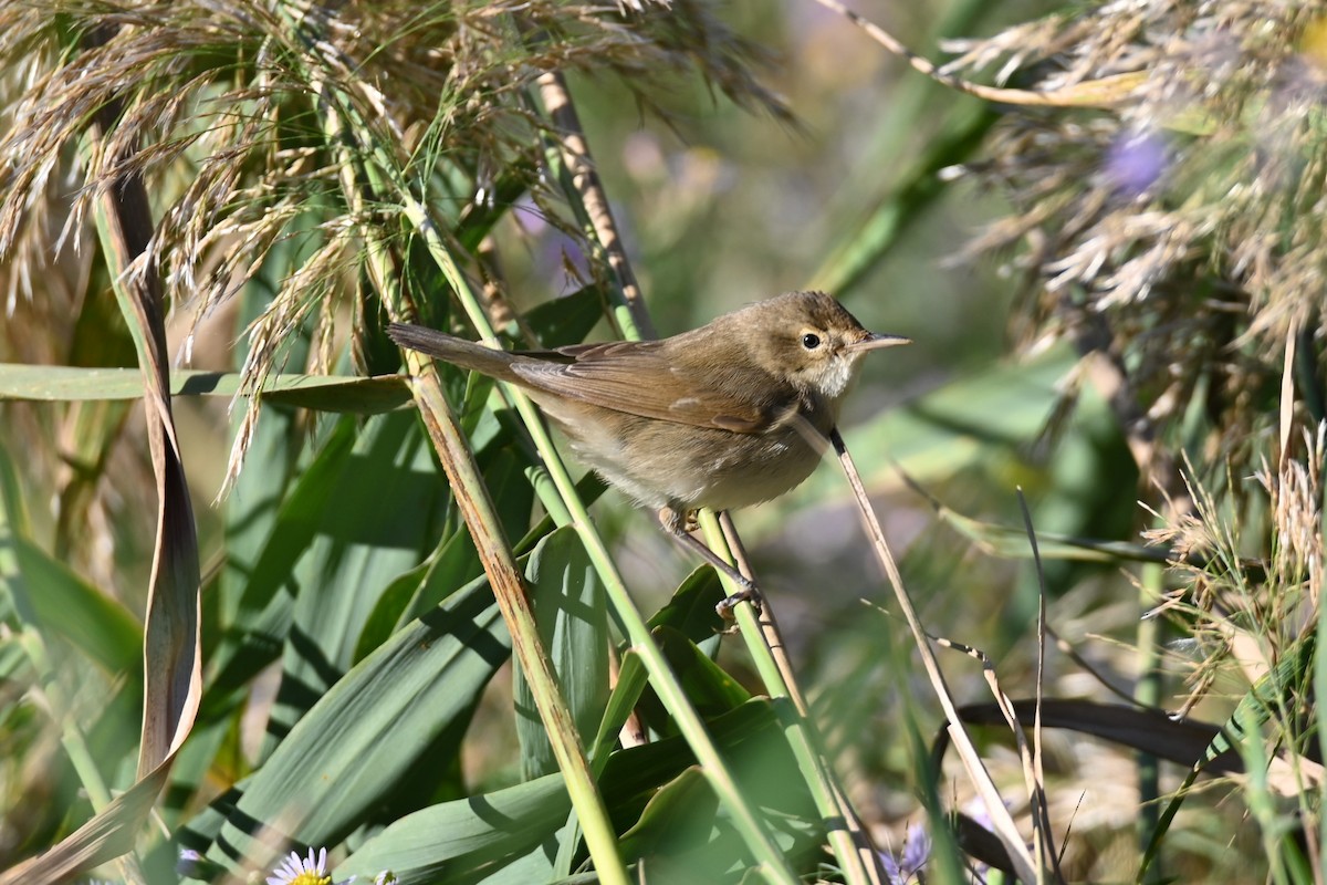 Blyth's Reed Warbler - Kenzhegul Qanatbek