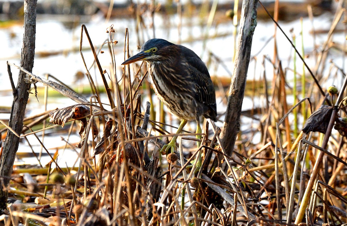 Green Heron - ML609322782