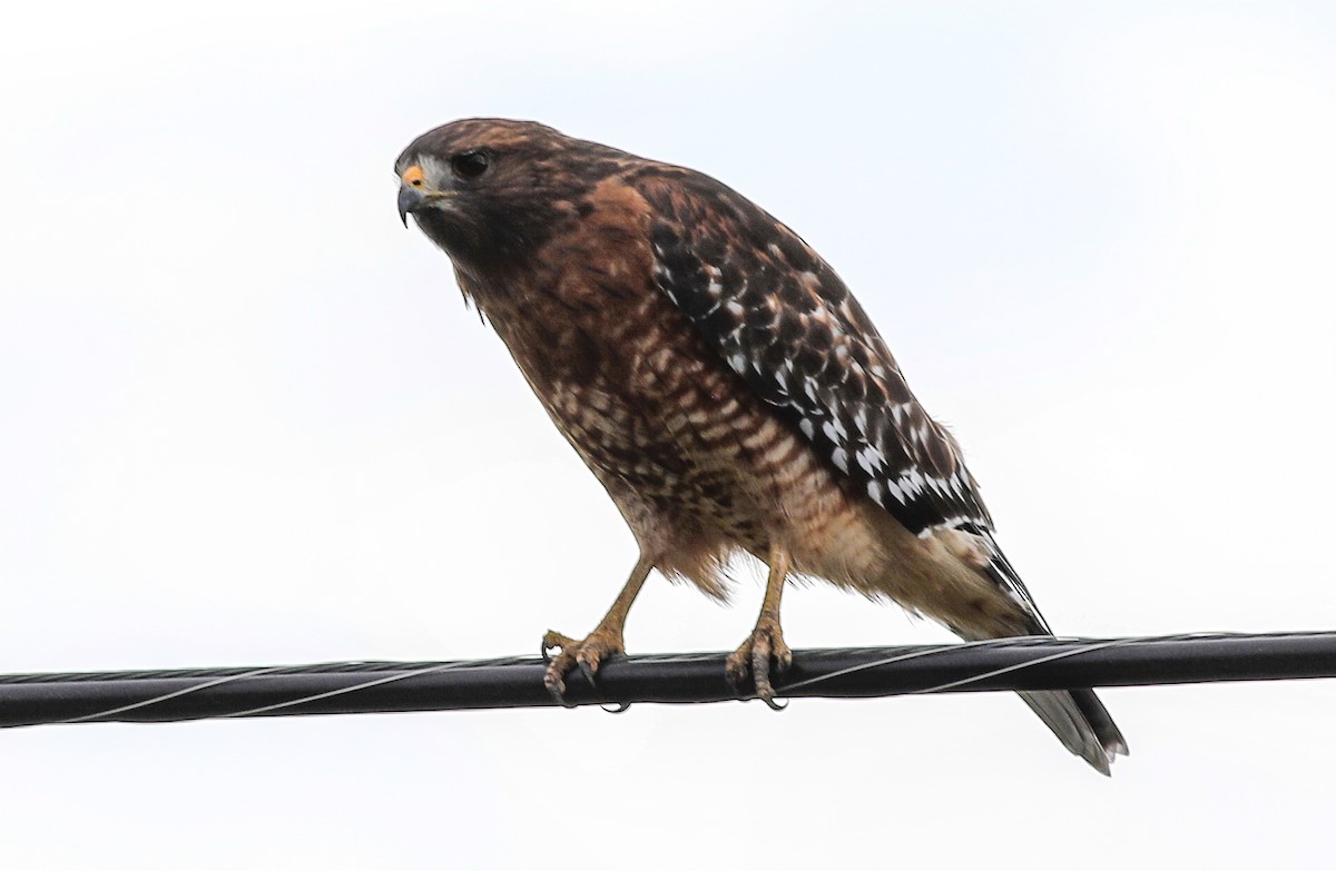 Red-shouldered Hawk - Debbie Parker