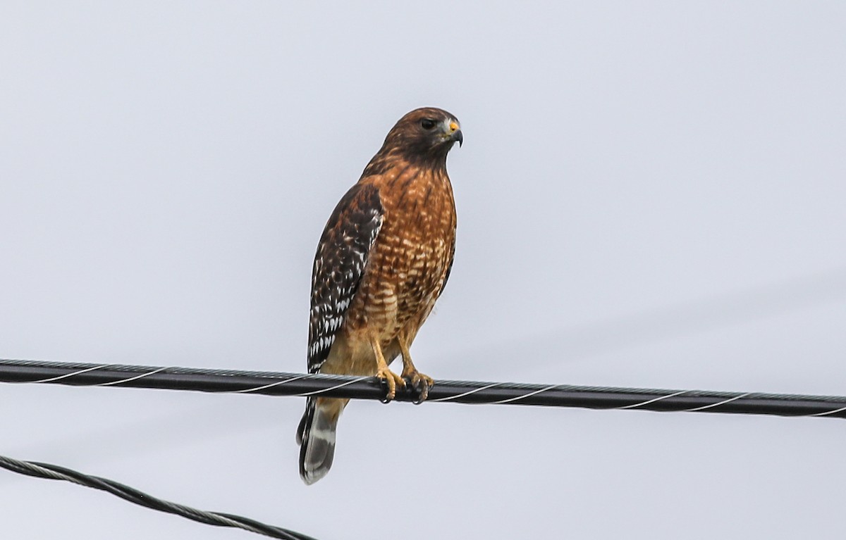 Red-shouldered Hawk - ML609322831