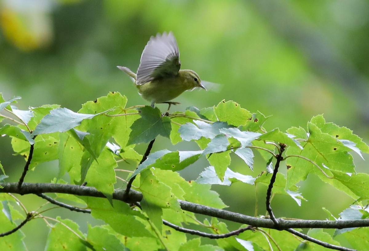 Tennessee Warbler - ML609322858