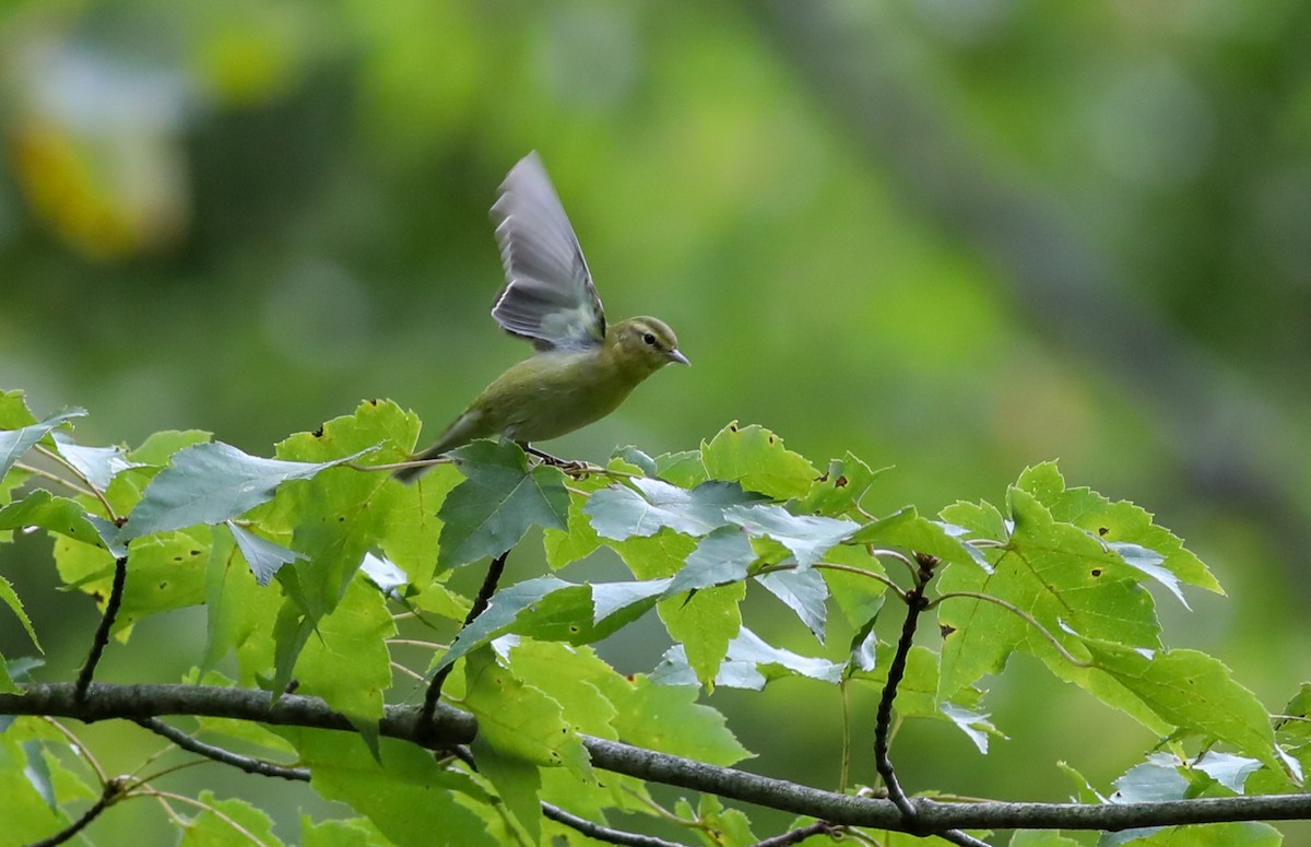 Tennessee Warbler - ML609322859