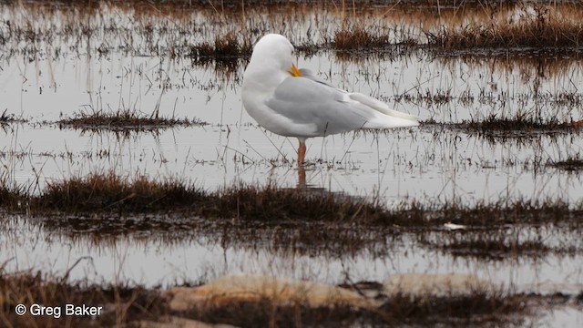 Glaucous Gull - ML609322875