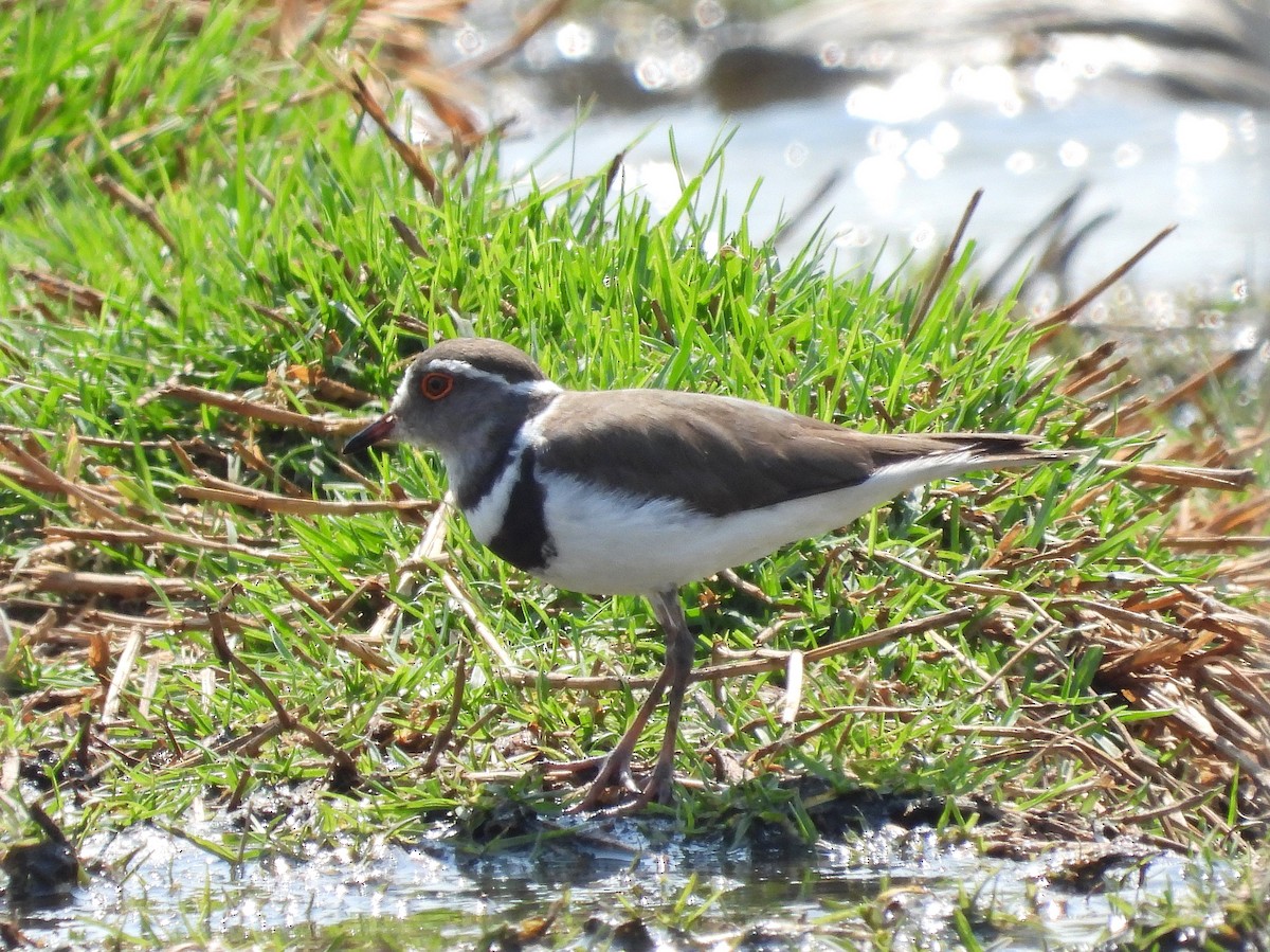 Three-banded Plover - Marie Furnish