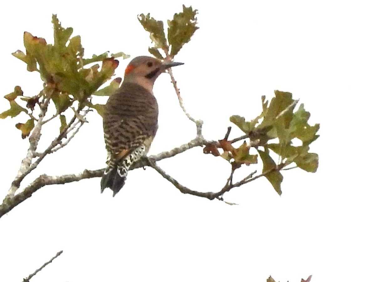 Northern Flicker - ML609323091