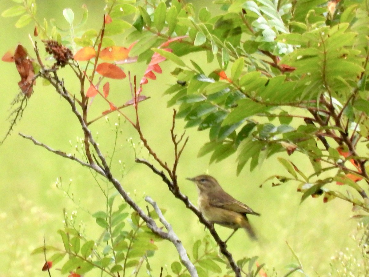 Palm Warbler - ML609323097